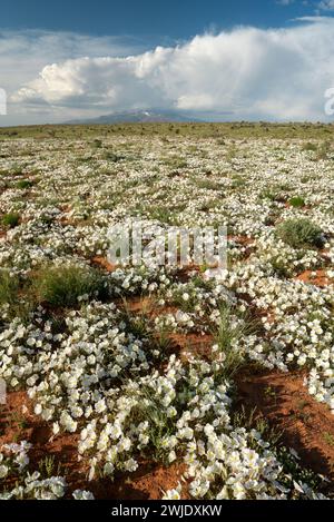 Primrose in Blüte nach einem nassen Frühling in der Wüste von Süd-Utah. Stockfoto