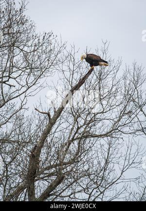 Adler, der hoch in einem Herbstbaum steht Stockfoto