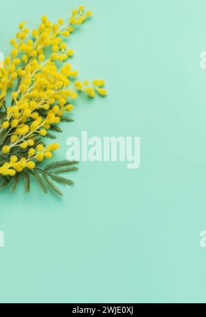 Ein lebhafter Blumenstrauß aus gelben Mimosa-Blüten ist vor türkisfarbenem Hintergrund angeordnet, was auf die Frische des Frühlings hindeutet. Stockfoto