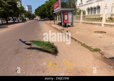 In Maputo City überquert ein Pfau eine Straße, in der er seine schillernden Federn vor der städtischen Kulisse präsentiert Stockfoto