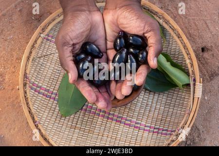 Mit einer Handvoll Java-Pflaumen oder Jambu-Früchten (Syzygium cumini) Stockfoto