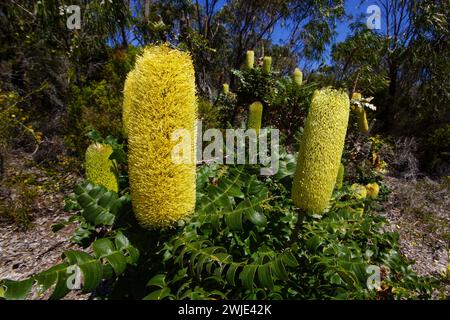 Bulle Banksia (Banksia grandis) mit gelben Blütenstacheln und Sägezahnblättern, in natürlicher Umgebung, Westaustralien Stockfoto