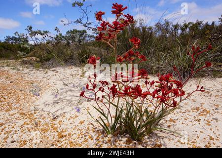 Red Känguru Paw (Anigozanthos rufus) in weißem Sand, Western Australia Stockfoto