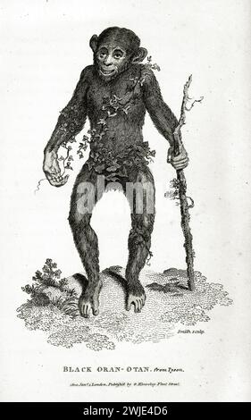 Alte Gravur-Illustration von Orang-Utan, der einen Stock hält. Erstellt von George Shaw, veröffentlicht in Zoological Lectures, London, 1809 Stockfoto