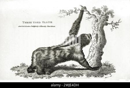 Alte gravierte Abbildung von drei Zehen-Sloth. Erstellt von George Shaw, veröffentlicht in Zoological Lectures, London, 1809 Stockfoto