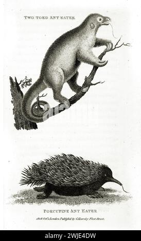 Alte, doppelt eingravierte Illustration von zwei Zehenbacken-Ameisenbärchen und Stachelbärchen (Seidenbärchen und Echidna). Erstellt von George Shaw, veröffentlicht in zoologischer Sprache Stockfoto