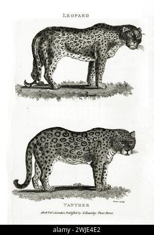 Alte gravierte Illustration von Leopard und Panther. Erstellt von George Shaw, veröffentlicht in Zoological Lectures, London, 1809 Stockfoto