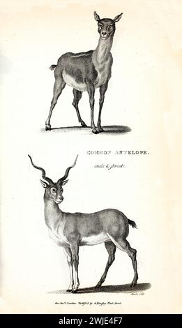 Alte eingravierte Doppelillustration von gemeiner Antilope (Blackbuck). Erstellt von George Shaw, veröffentlicht in Zoological Lectures, London, 1809. Stockfoto