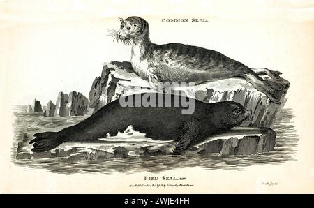 Alte zweifarbige Illustration von Rattensiegel und Common Seal. Erstellt von George Shaw, veröffentlicht in Zoological Lectures, London, 1809. Stockfoto