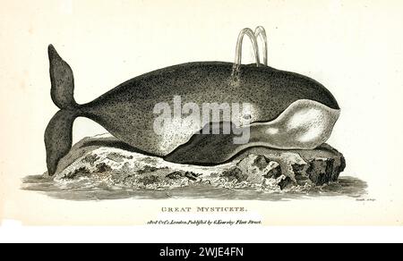 Alte gravierte Illustration des Großen Mystiketen. Erstellt von George Shaw, veröffentlicht in Zoological Lectures, London, 1809. Stockfoto