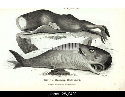 Alte gravierte Illustration von stumpfköpfigem Cachalot. Erstellt von George Shaw, veröffentlicht in Zoological Lectures, London, 1809. Stockfoto