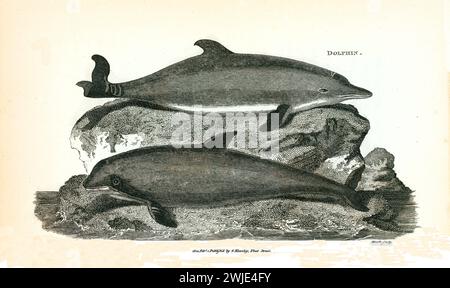 Alte gravierte Illustration des Delfins. Erstellt von George Shaw, veröffentlicht in Zoological Lectures, London, 1809. Stockfoto