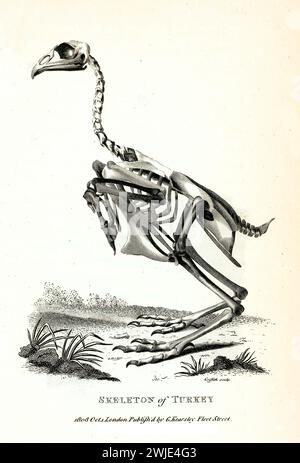 Alte gravierte Illustration des Skeletts der Türkei. Erstellt von George Shaw, veröffentlicht in Zoological Lectures, London, 1809. Stockfoto