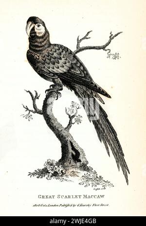 Alte gravierte Illustration des großen scharlachroten Maccaw. Erstellt von George Shaw, veröffentlicht in Zoological Lectures, London, 1809. Stockfoto