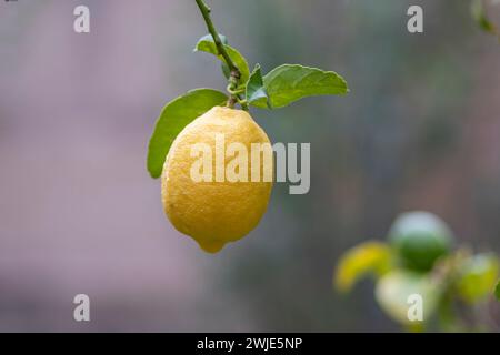 Zitrone auf dem Baum, Llucmajor, Mallorca, Balearen, Spanien Stockfoto