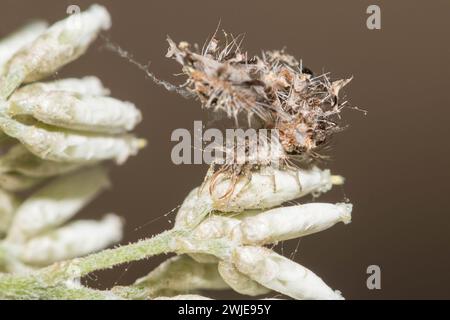 Die Schnürlarve trägt Raubreste. Stockfoto