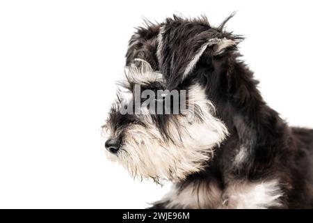 Porträt eines kleinen Schnauzer-Welpen, der auf weißem Hintergrund zur Seite schaut Stockfoto