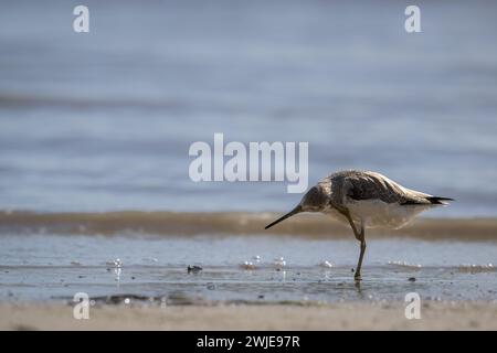 Ein einsamer und seltener Nordman's Greenshank, der in den seichten reichen Gewässern der Cairns Esplanade im Far North Queensland in Australien weht. Stockfoto