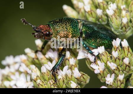 Goldener Hirschkäfer auf Schafgarbe. Stockfoto