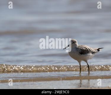 Ein einsamer und seltener Nordman's Greenshank, der in den seichten reichen Gewässern der Cairns Esplanade im Far North Queensland in Australien weht. Stockfoto