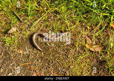 Langsamer Wurm, anguis fragilis, in einem Wald n schweden *** Blindschleiche, anguis fragilis, in einem Wald in Schweden Copyright: XWolfgangxSimlingerx Stockfoto
