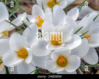 Ein Haufen weißer Krokusse in der Blüte Stockfoto