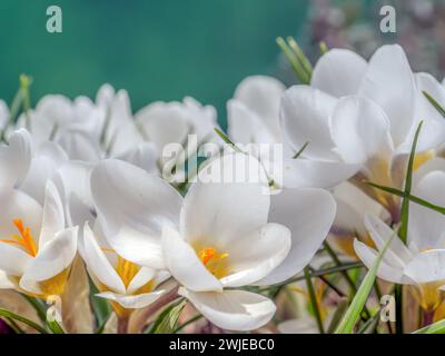 Ein Haufen weißer Krokusse in der Blüte Stockfoto