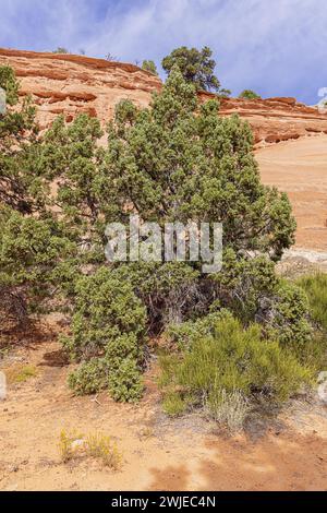 Utah juniper Tree entlang des Alkove Nature Trail, in der Nähe des Saddlehorn Visitor Center im Colorado National Monument Stockfoto