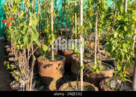 Bougainvillea-Kleinpflanzen in Töpfen im Gärtnerhaus Stockfoto