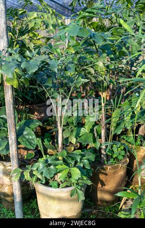 Caryota Fischschwanzpalme in großen Töpfen Stockfoto