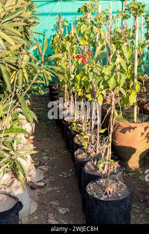 Junge Bougainvillea-Topfpflanzen im Kindergarten Stockfoto