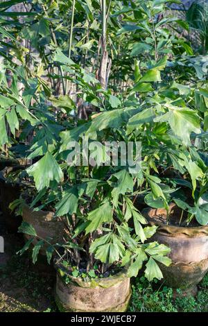 Wunderschöne Fischschwanz-Caryota-Palmen-Nahaufnahme Stockfoto