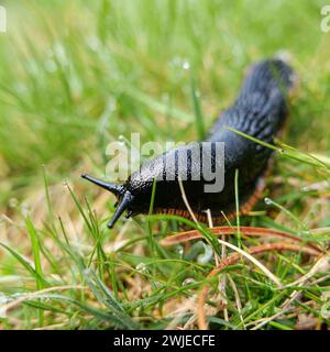 Département Hautes-Pyrenäen (Oberpyrenäen, Südwestfrankreich): Schwarze Schnecke (arion ater) im Gras Stockfoto