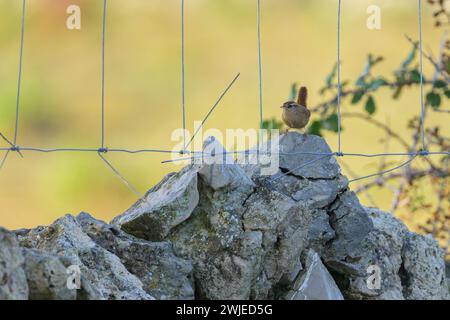 Ein eurasischer Zorn sitzt auf einem Felsen hinter einem Zaun, sonniger Tag Stockfoto