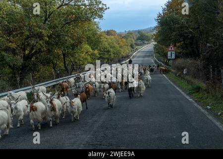 Randazzo, Italien - 29. Dezember 2023: Bauer, der seine Ziegenherde von einem Feld zum anderen in den Ausläufern des Ätna bei Ra treibt Stockfoto