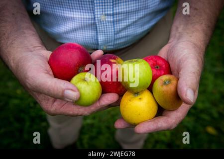 Auswahl an Apfelwein, Somerset Stockfoto