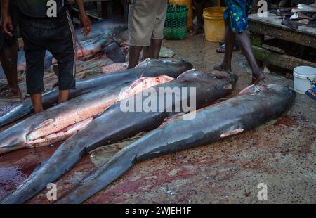 Eine Reihe von gewöhnlichen Thresher Haie (Alopias vulpinus) am Boden mit abgeschnittenen Flossen auf dem Kivukoni Fischmarkt in dar es Salaam, Tansania. Dies Stockfoto