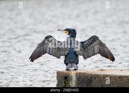 Ein einsamer Kormoran (Phalacrocorax carbo), mit weit gestreckten Flügeln, die auf einer Zaunschiene in einem Süßwassersee in Blackpool, Lancashire, Großbritannien, hochgestreckt sind Stockfoto