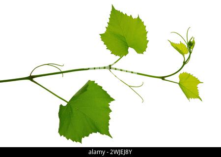 Traubenzweig isoliert auf weiß. Rebe mit grünen frischen Blättern und Ranken. Weinrebe. Zweig mit Blättern der Weinrebe. Frisches Grünes Traubenblatt. Grünes VI Stockfoto