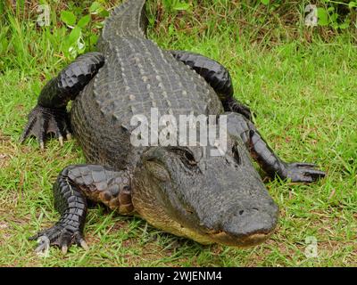 Nahaufnahme eines amerikanischen Alligators entlang der Sumpf-Insel-Fahrt in den Sümpfen des Okenfenokee National Wildlife Refuge im Süden georgiens Stockfoto