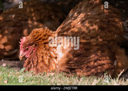 Ein Haustier, das ein Staubbad in der Sonne hat Stockfoto