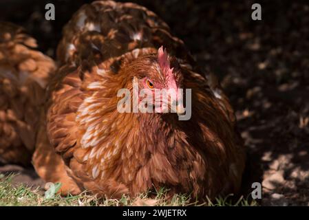 Ein Haustier, das ein Staubbad in der Sonne hat Stockfoto