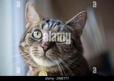 Makrofoto einer Haustier-Tabby-Katze Stockfoto