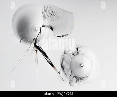 Glasrisse auf weißem Hintergrund. Nahaufnahme eines gebrochenen Fensters mit Rissen. Seitenansicht. Makro Stockfoto