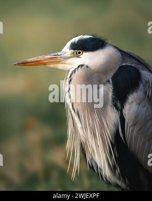 Eine Nahaufnahme eines grauen Reihers mit zurückgezogenem Hals Stockfoto