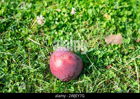 Rote Äpfel fallen auf das grüne Gras unter dem Apfelbaum. Herbst Hintergrund. Gefallene Äpfel im Garten. Stockfoto