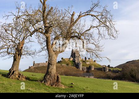 Blick auf Corfe Castle von einigen blattlosen Bäumen an einem sonnigen Wintermorgen. Dorset, Großbritannien Stockfoto