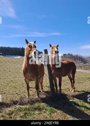 Zwei Pferde stehen in der Nähe eines Zauns auf einem üppigen grünen Feld Stockfoto