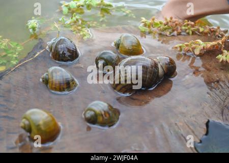 Amphibien, nämlich goldene Schnecken, die in einem Felsen liegen und Eier legen Stockfoto