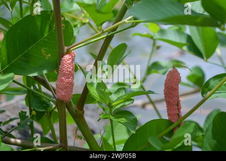 Amphibien, nämlich goldene Schnecken, die in einem Felsen liegen und Eier legen Stockfoto